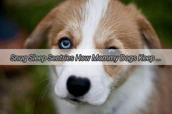 Snug Sleep Sentries How Mommy Dogs Keep Us Cozy and Comforted Through the Night